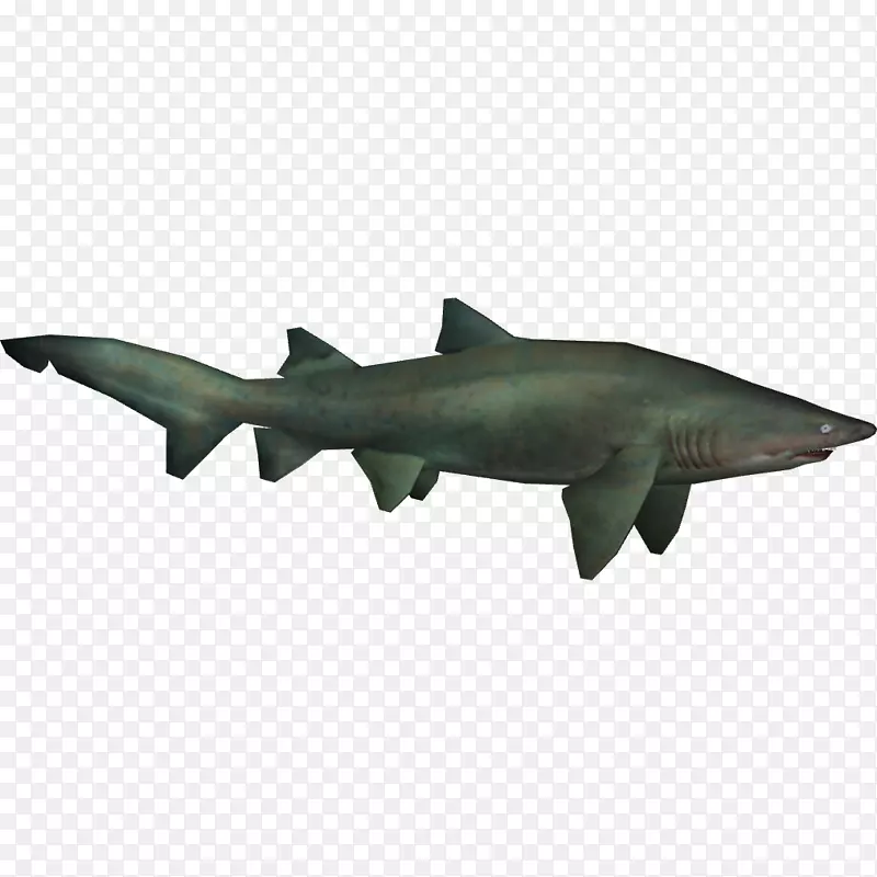 沙虎鲨沙鲨软骨鱼类-鲨鱼