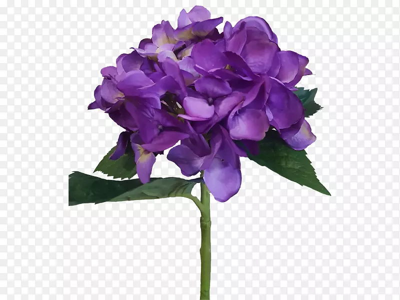 植物绣球切花紫绣球花