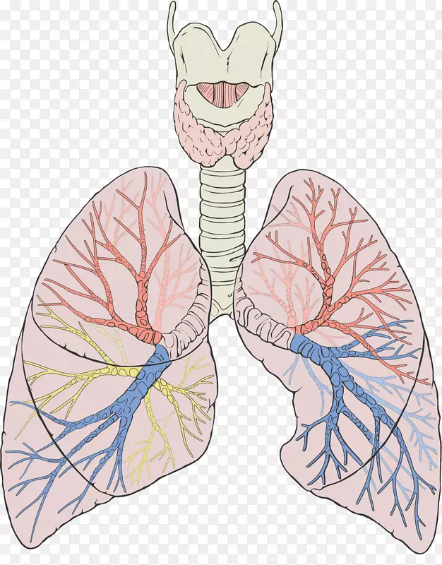 肺气体交换解剖呼吸系统呼吸-肺