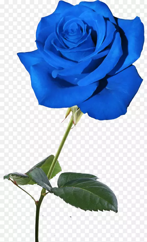 蓝玫瑰花园玫瑰科-蓝玫瑰