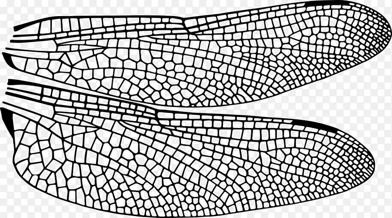 甲虫翅蜻蜓图-蜻蜓