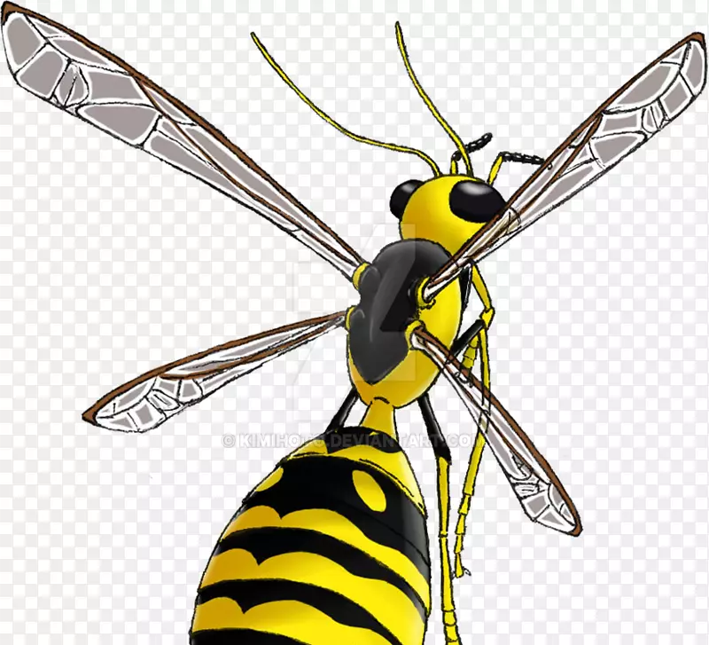 昆虫蜜蜂黄蜂-黄蜂