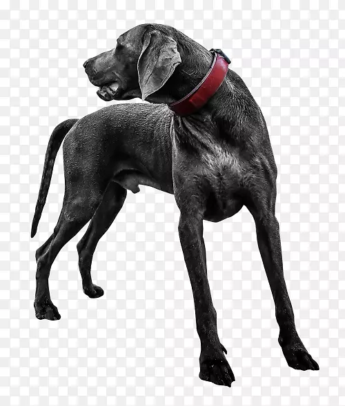 拉布拉多猎犬大丹麦犬。伯纳德威玛拉纳犬