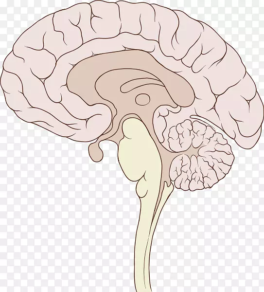 人脑矢状面脑干解剖-脑