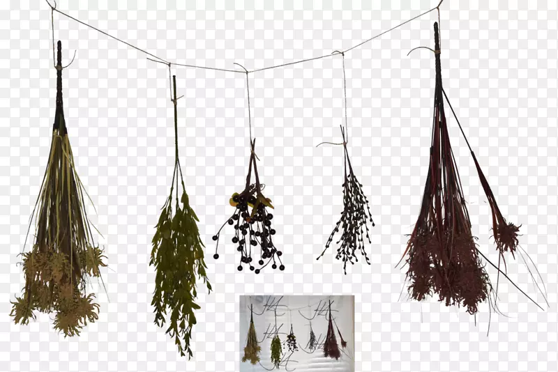 草本植物-食品干燥-数码艺术-草药