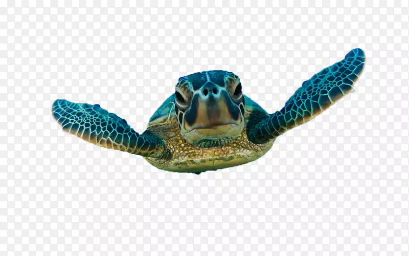 绿海龟甲鱼龟-龟