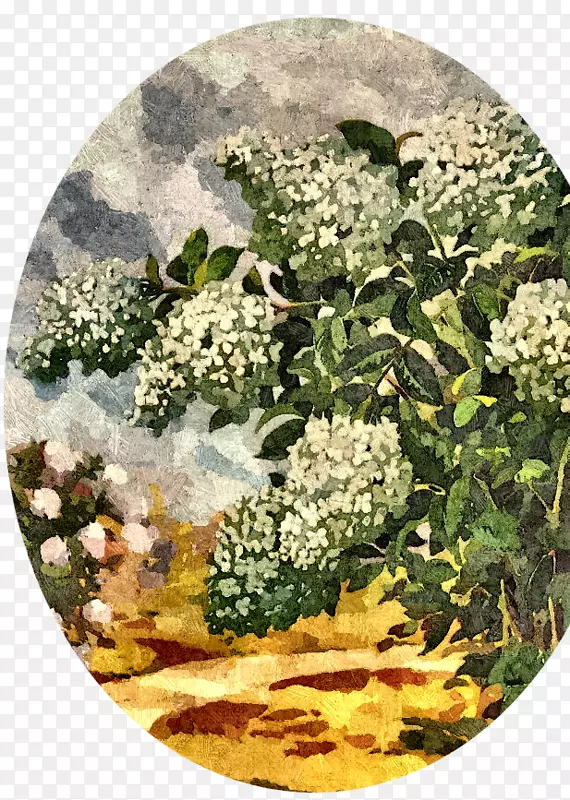 静物树-绣球花