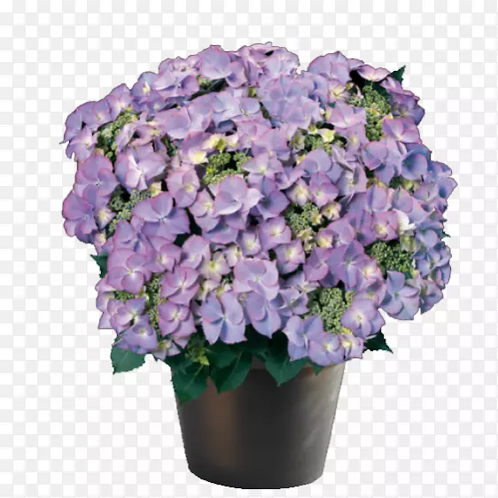 法国绣球花观赏植物紫罗兰-绣球花