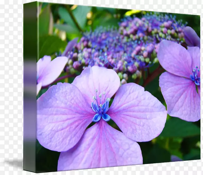 植物紫丁香绣球花鹤的-比尔-绣球花
