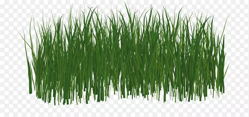 草草坪绿色图像文件格式