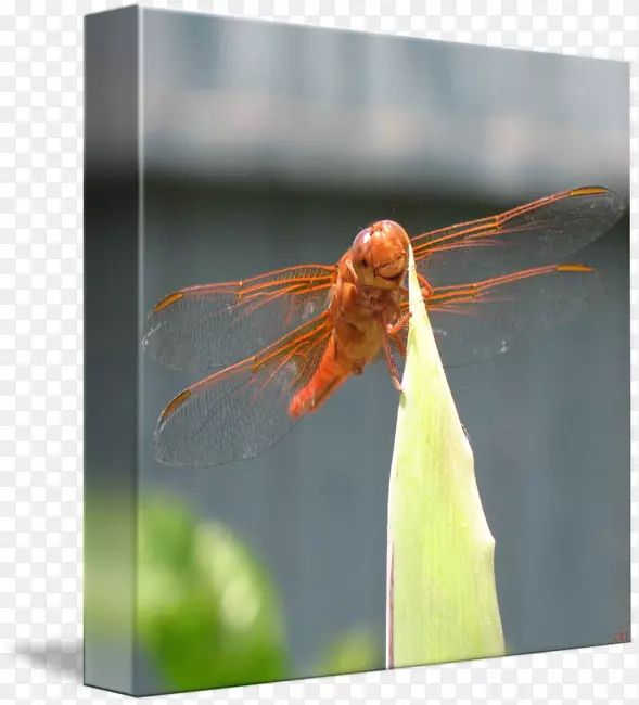 昆虫蜻蜓近景摄影无脊椎动物-龙蝇