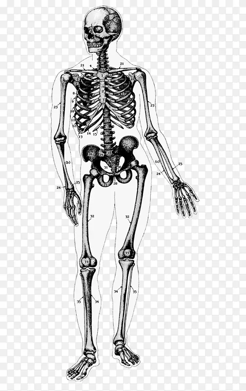 人体骨骼人体解剖-骨骼