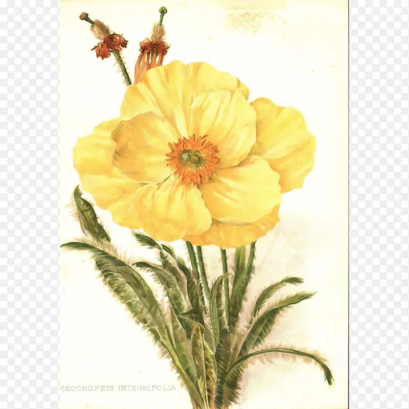 花画植物插画.植物花