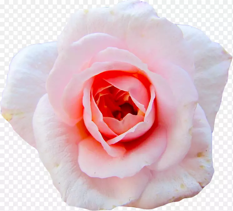 切花花园玫瑰蜈蚣玫瑰花瓣水彩画仙人掌