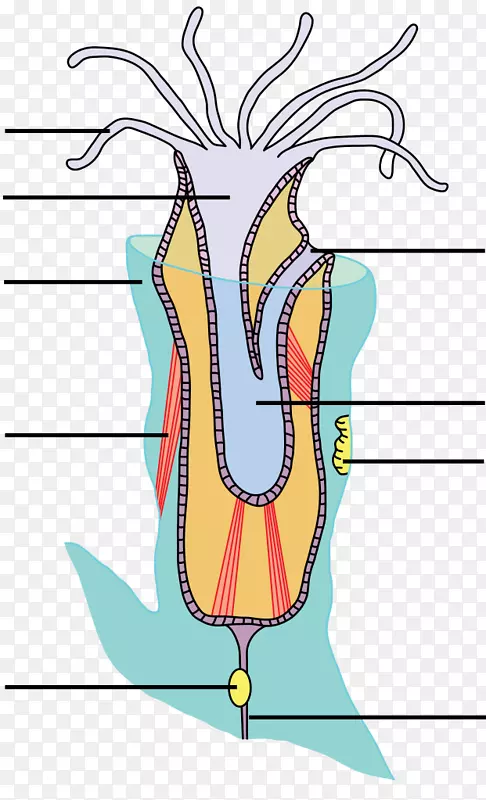 长尾布氏菌解剖有机体生物学-肌肉