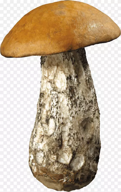 食用菌香菇剪贴画-蘑菇