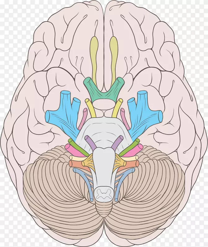 颅神经外展神经滑车神经前庭耳蜗神经人