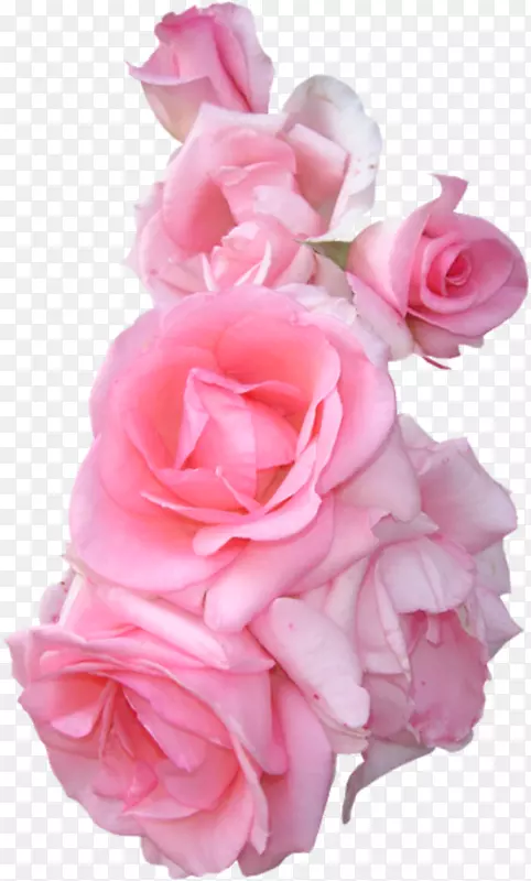 花园玫瑰花束粉红色花边