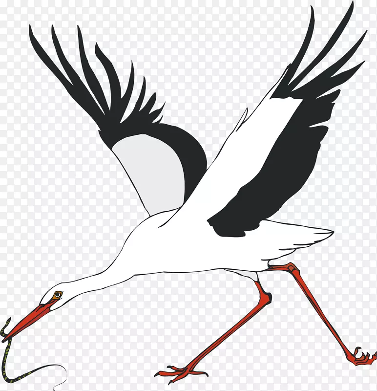 白鹳水鸟鹤-鹳