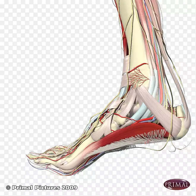 足底筋膜炎足底筋膜