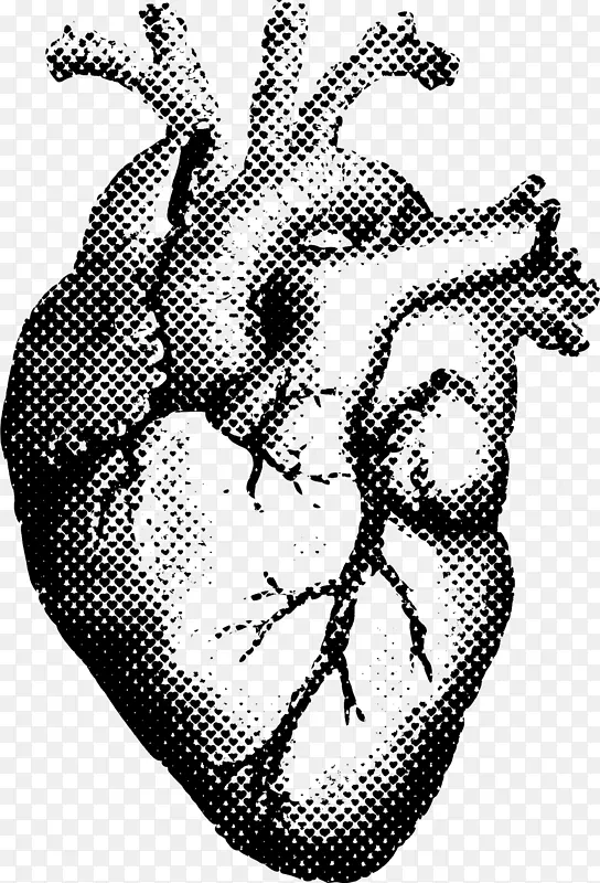 心脏人体解剖t恤印花-人类心脏