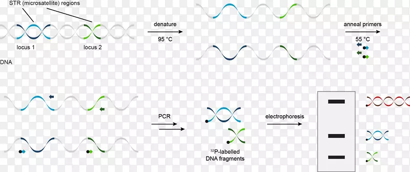 dna谱str分析聚合酶链式反应微卫星分析