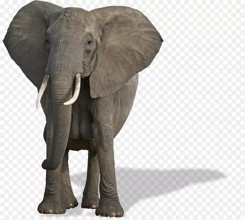 非洲灌木象世界象日非洲森林象世界种类