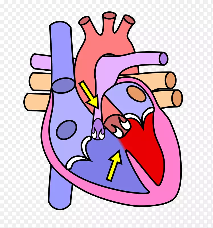 心肺人体解剖人体骨骼人体心脏