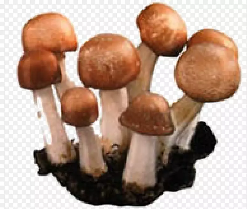 蘑菇保健疗法