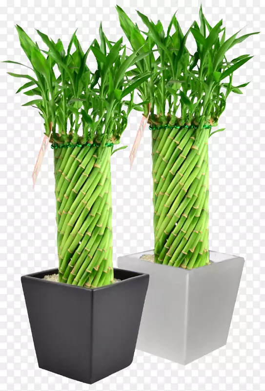 幸运竹花盆室内植物-竹子