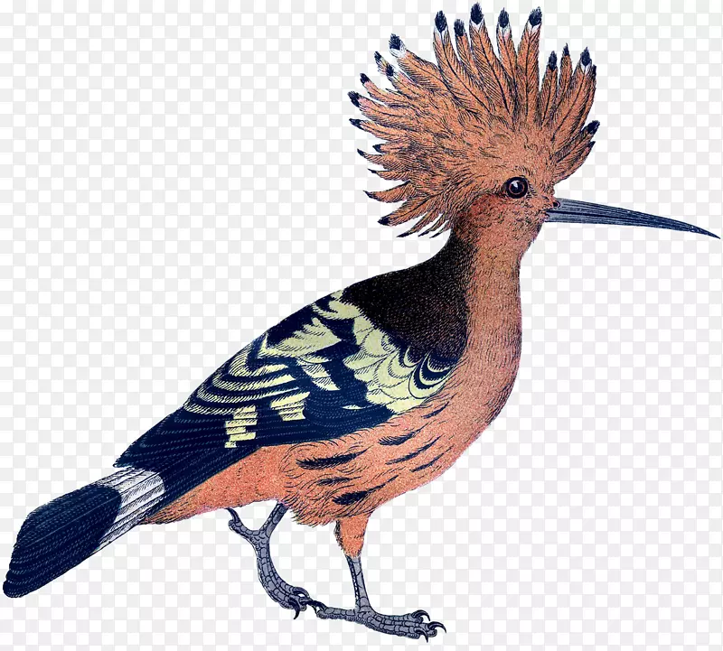鸭嘴兽羽毛冠喙区系-粉红色鸟