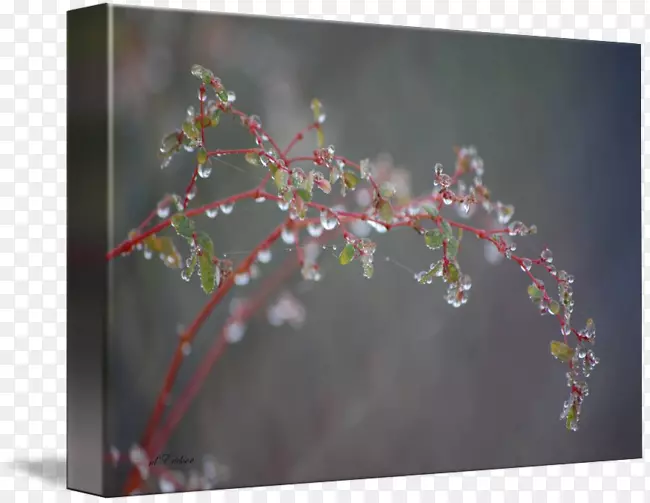 樱花枝植物-露水
