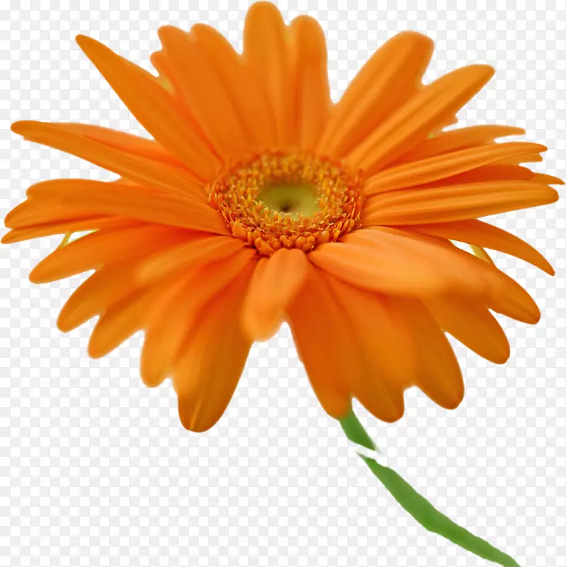 特兰士瓦雏菊桌面壁纸橙色花普通雏菊-雏菊