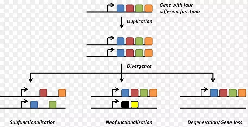 基因复制基因组基因冗余DNA复制进化