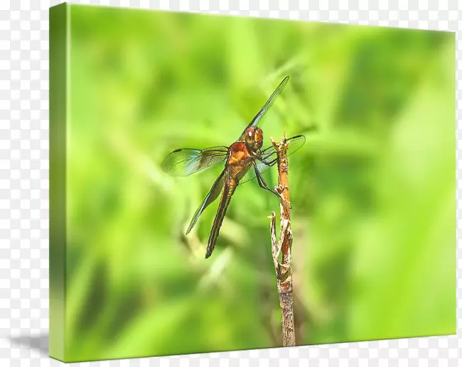 蜻蜓无脊椎动物蕨类植物节肢动物-龙蝇