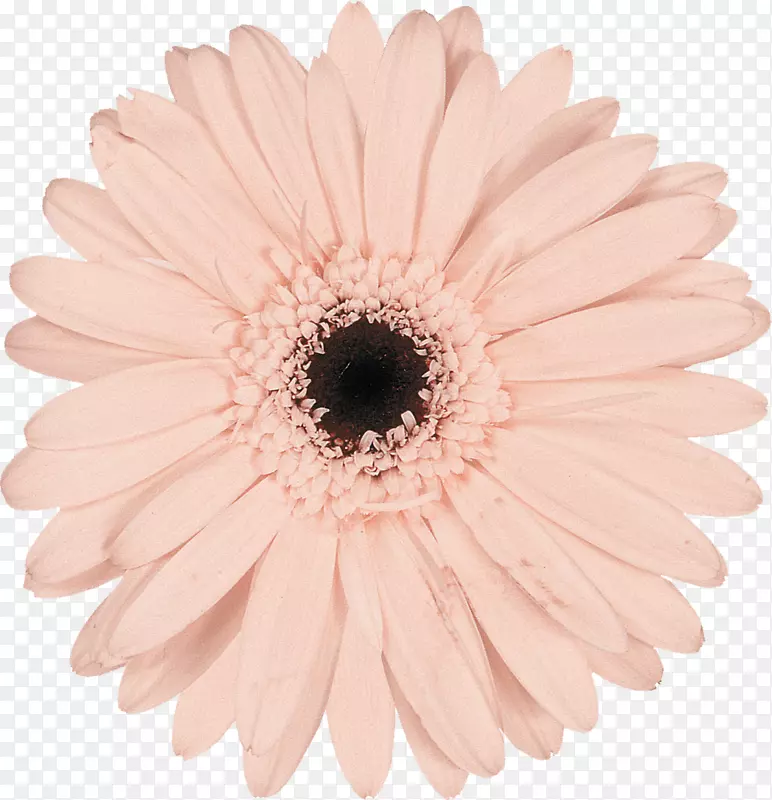 粉色摄影切花菊花-非洲菊