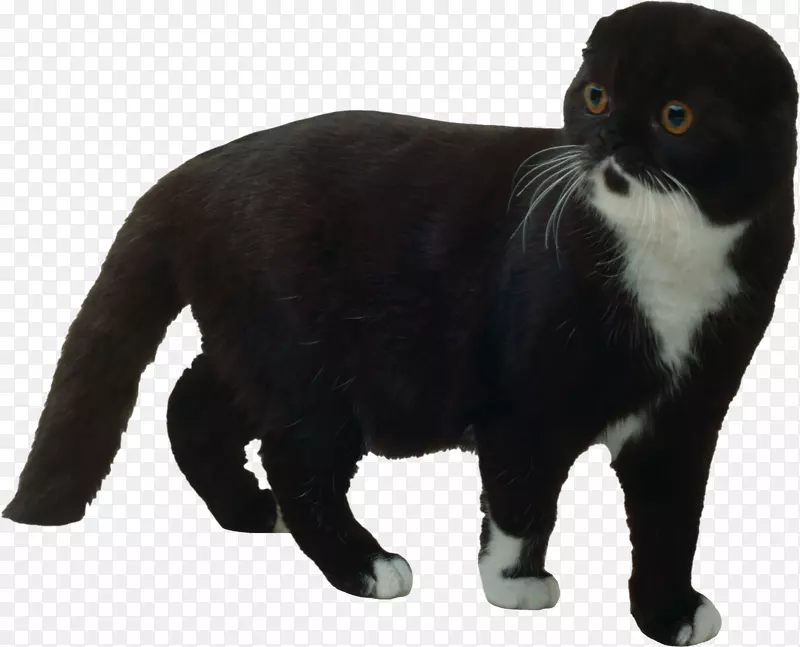 苏格兰褶皱猫美洲卷曲缅因州茧猫黑猫