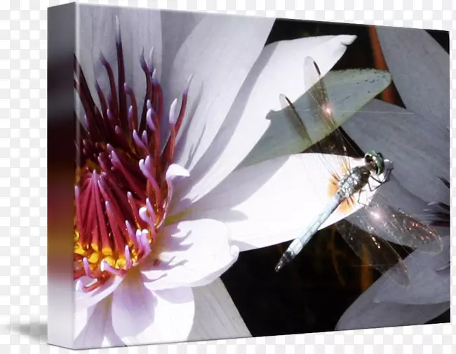 桌面壁纸昆虫花瓣摄影-龙蝇