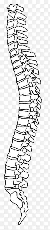 脊柱画线艺术人体背痛