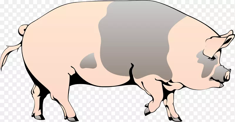 家猪剪贴画-农场动物