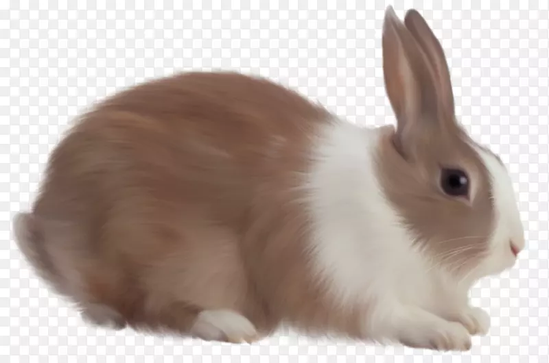 天使兔猫兔复活节兔子