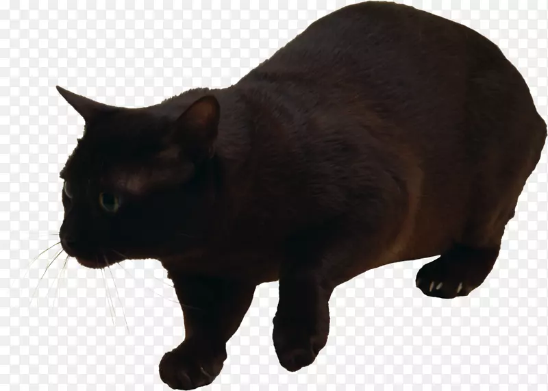马克斯猫哈瓦那棕色猫科小猫黑猫