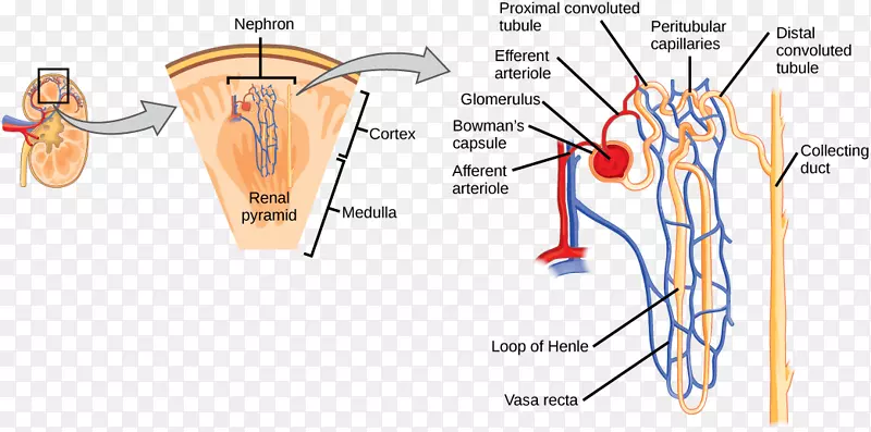肾单位、肾小球、肾皮质渗透调节-肾