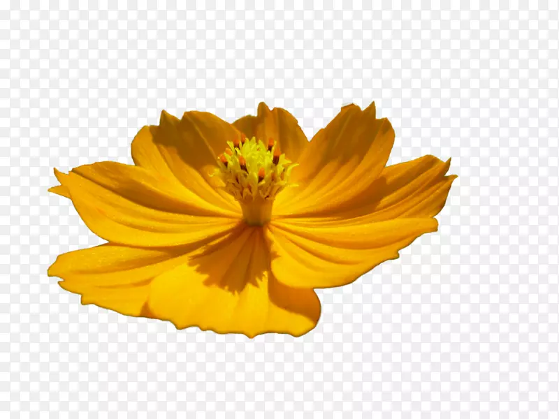 花卉艺术封装的附言-花PNG