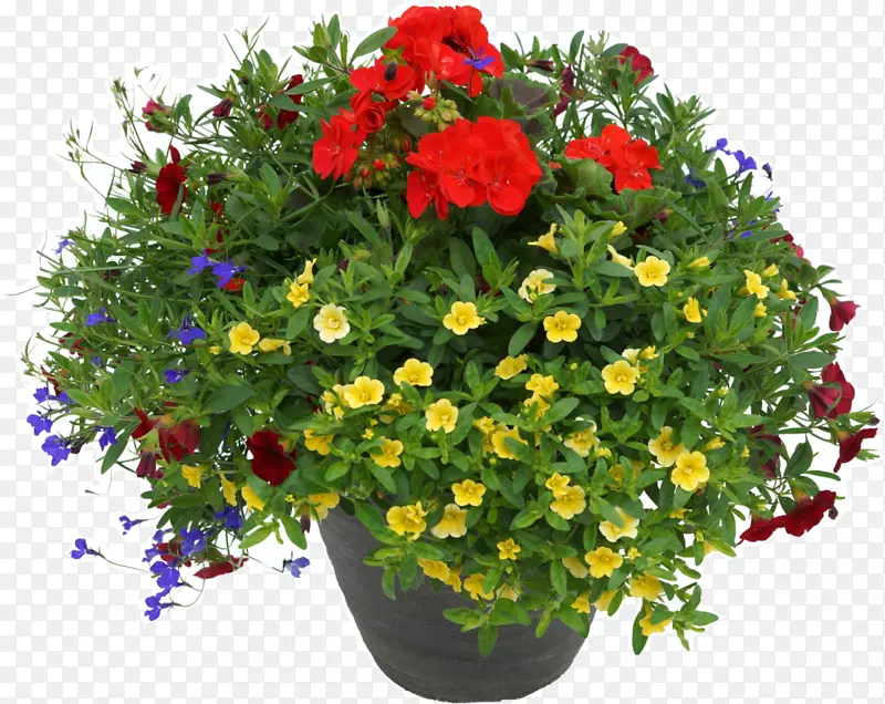 筹款花盆室内植物-花盆