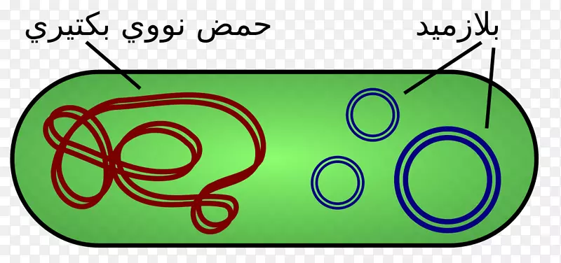 质粒DNA细菌克隆载体-阿拉伯语