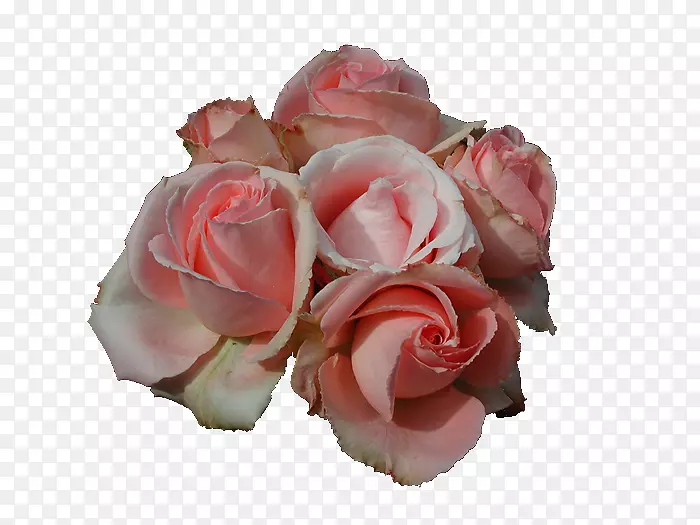 玫瑰花，玫瑰和平，杂交茶，玫瑰剪贴画-粉红色玫瑰