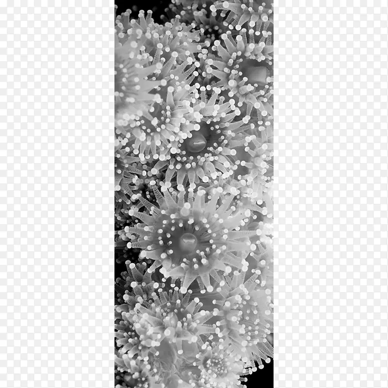 单色摄影黑白罗利浅滩彩色海葵