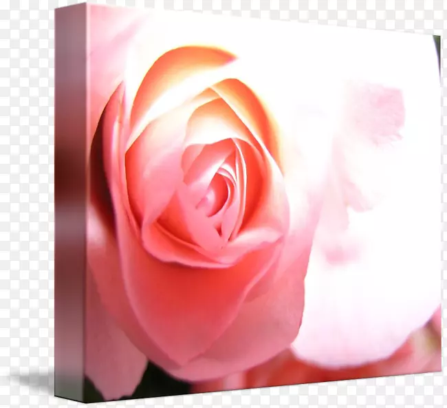 仙人掌玫瑰花园玫瑰蔷薇科画廊包装植物玫瑰莱斯利