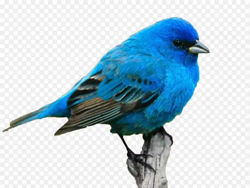 名称颜色意为个性理念-蓝鸟